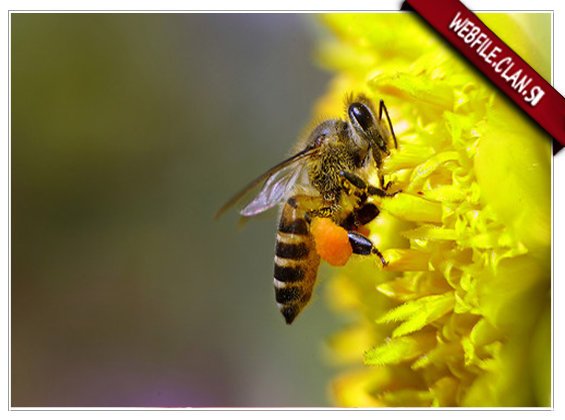 Arılar olmasaydı, insan ömrü yalnız 4 il olardı!